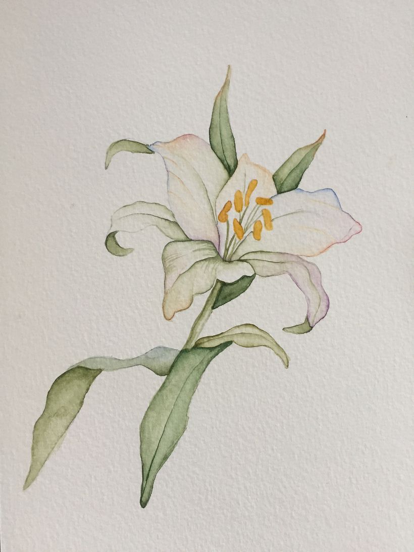 My course project : Drawing and naturalistic composition in watercolor 6