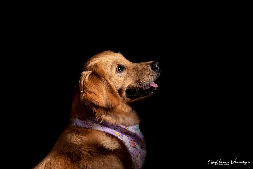 Mi Proyecto del curso: Introducción a la fotografía de perros 3