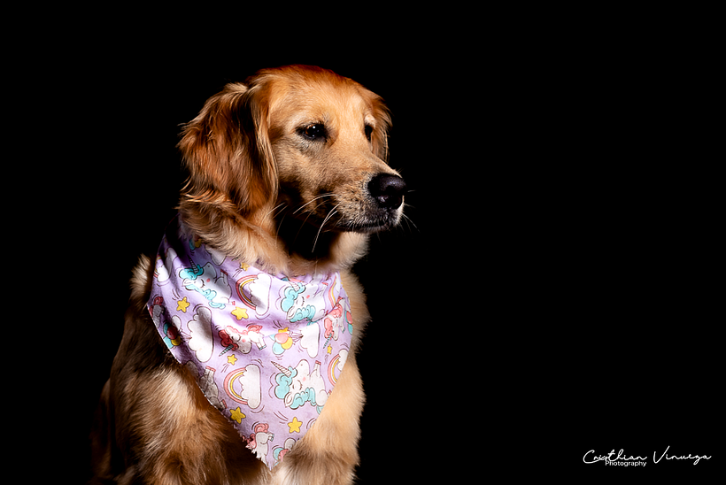 Mi Proyecto del curso: Introducción a la fotografía de perros 3