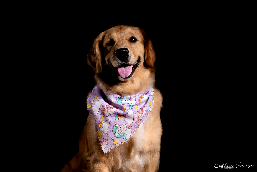 Mi Proyecto del curso: Introducción a la fotografía de perros 4