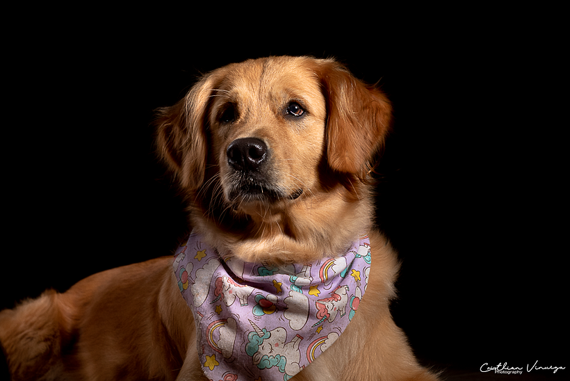 Mi Proyecto del curso: Introducción a la fotografía de perros 5