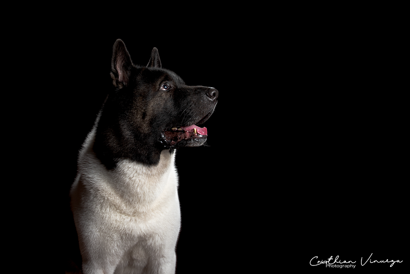 Mi Proyecto del curso: Introducción a la fotografía de perros 9