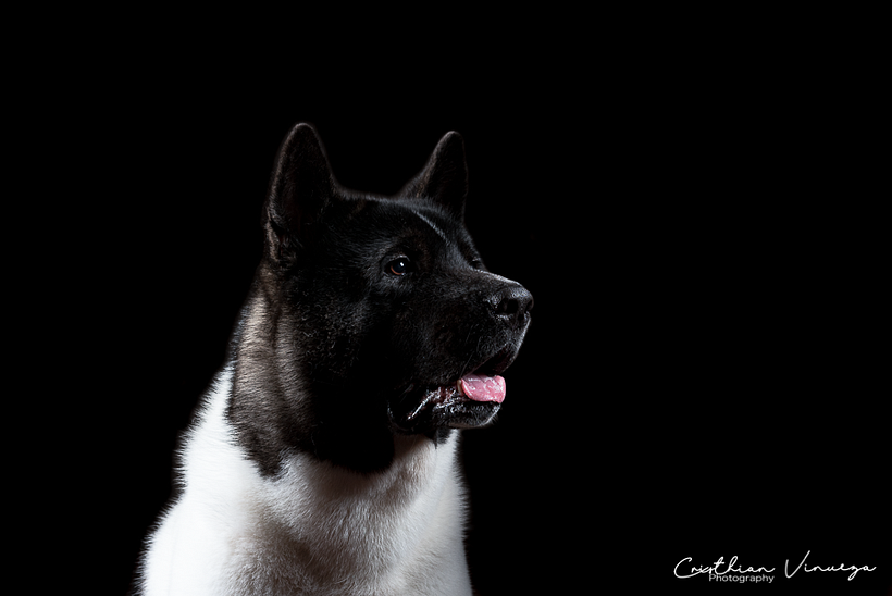 Mi Proyecto del curso: Introducción a la fotografía de perros 8