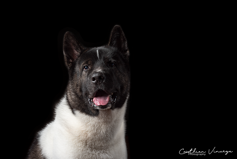 Mi Proyecto del curso: Introducción a la fotografía de perros 9