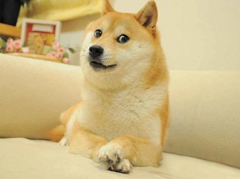 Do you recognize this dog? 