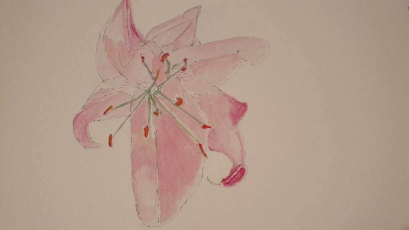 lillies1