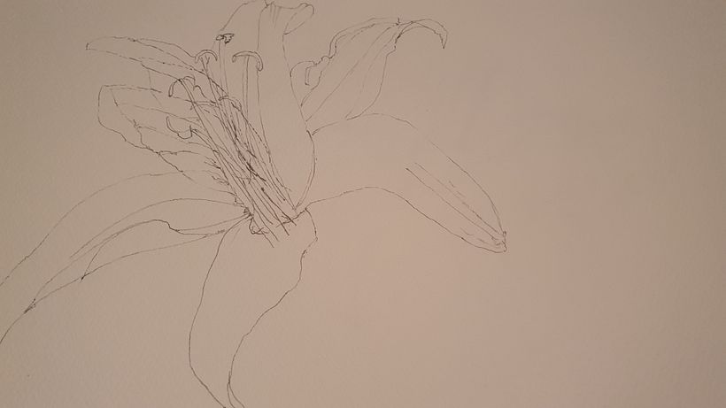 Lillies 5