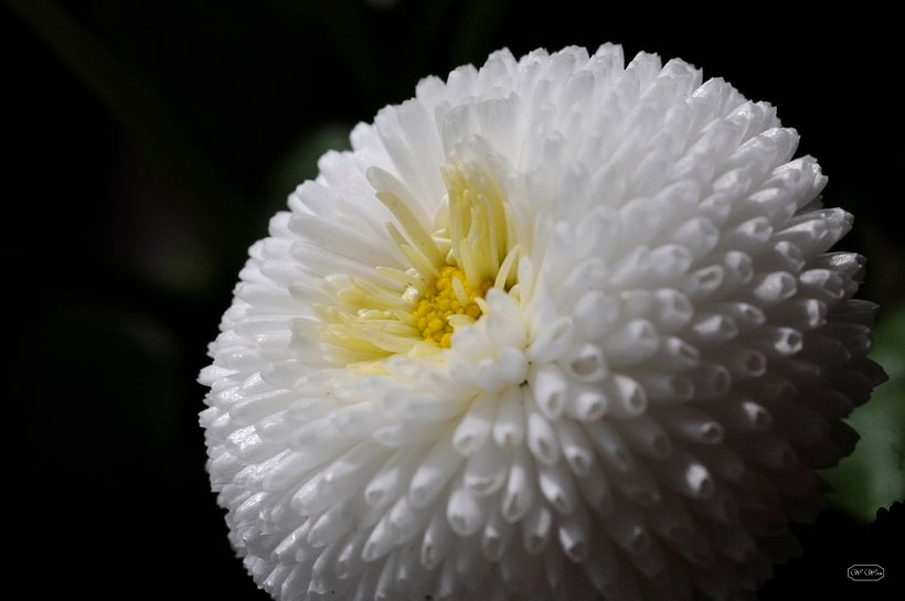 Macroaufnahme - Bellis
