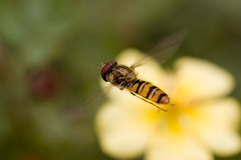 Schwebefliege 