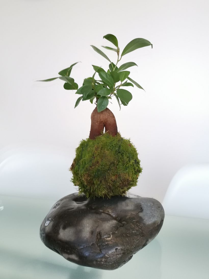 Meu projeto do curso: Kokedama: crie vasos naturais de musgo 1