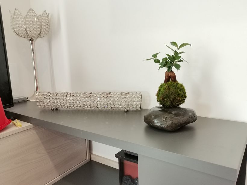 Meu projeto do curso: Kokedama: crie vasos naturais de musgo 2