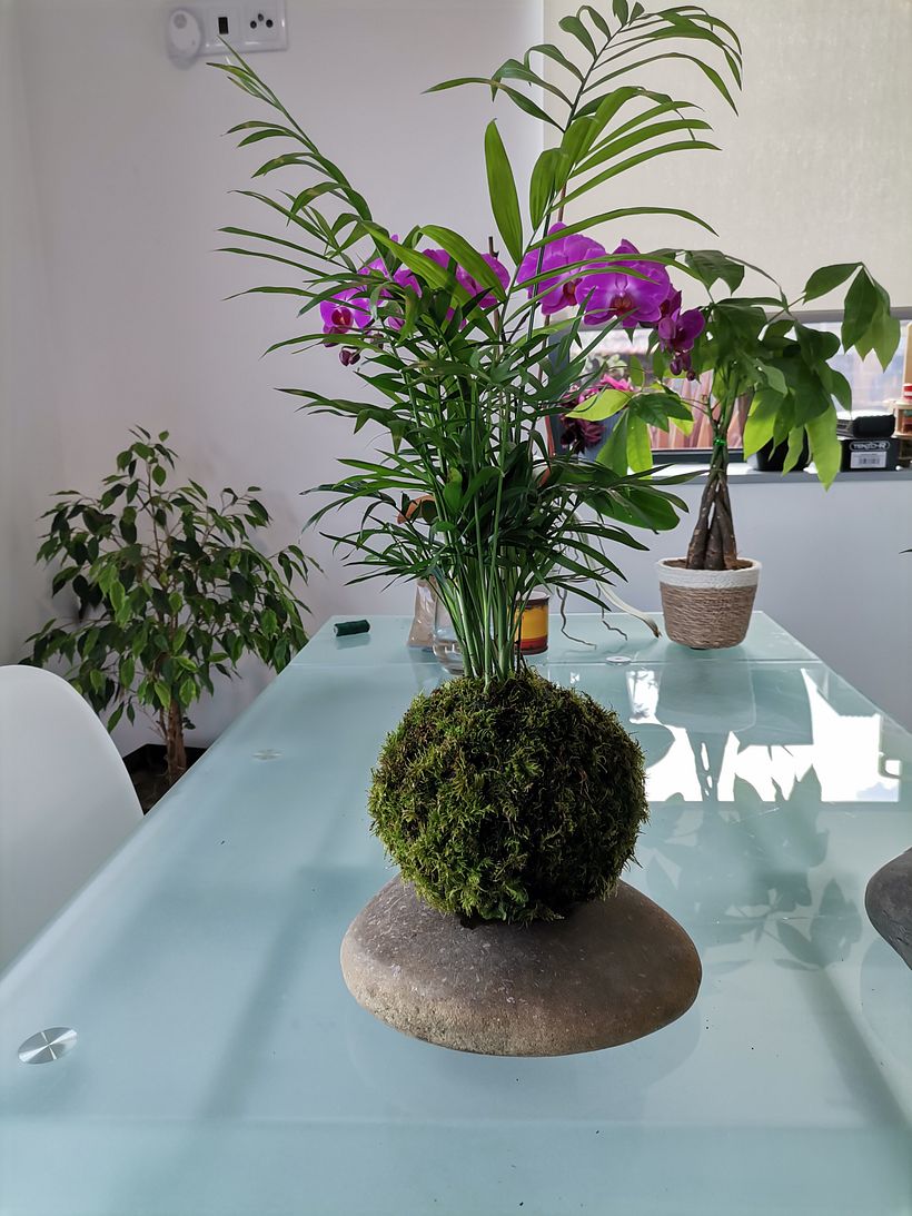 Meu projeto do curso: Kokedama: crie vasos naturais de musgo 5