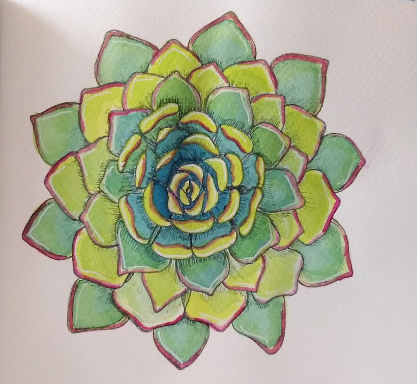My first Succulent ❤️  2