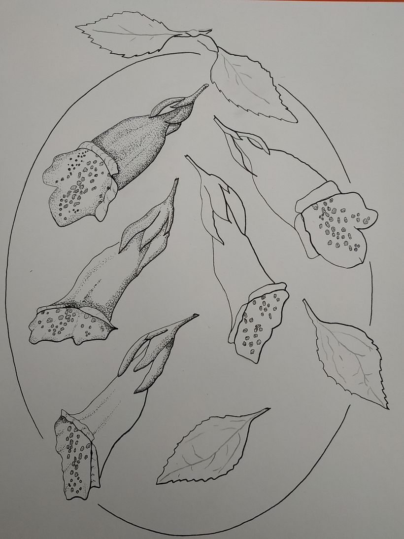 Foxglove - first Botanical pen illustration with dot technic