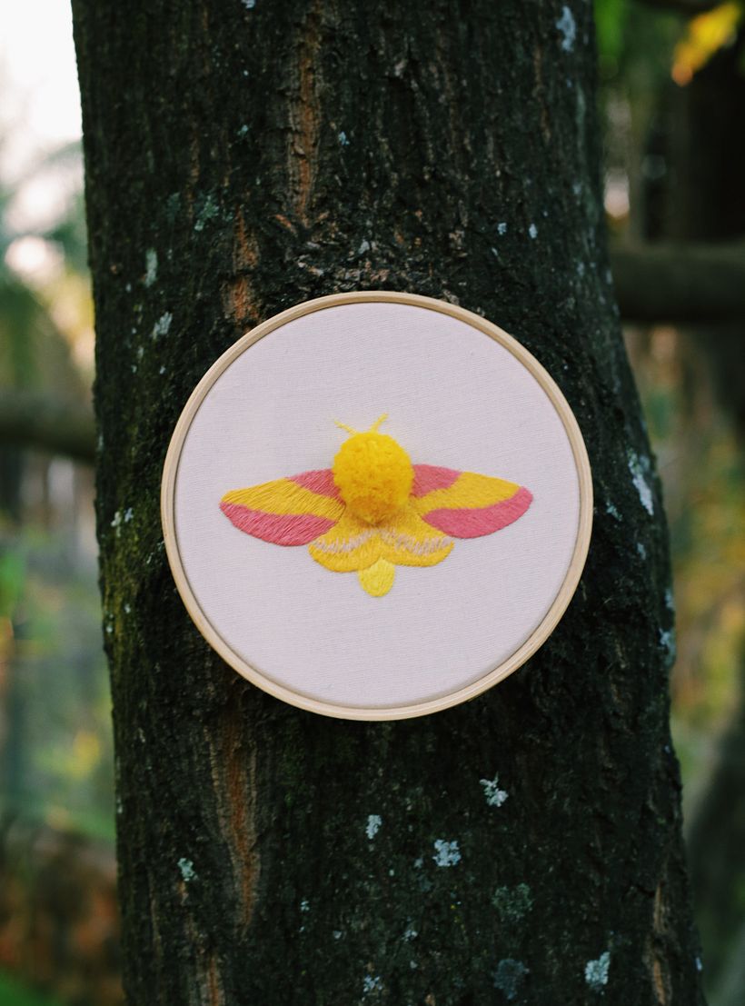 Mariposa Rosada do Bordo 1