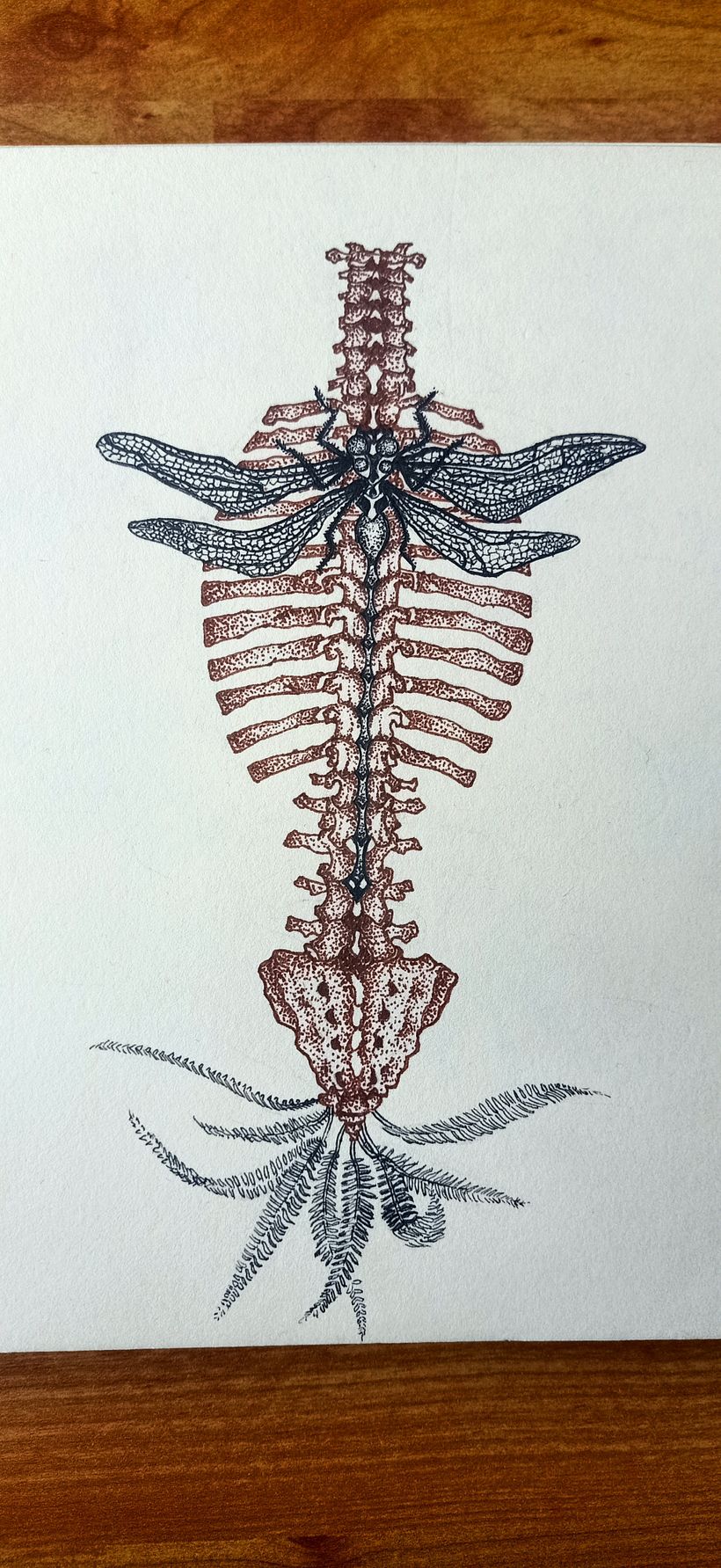 Fused anatomy