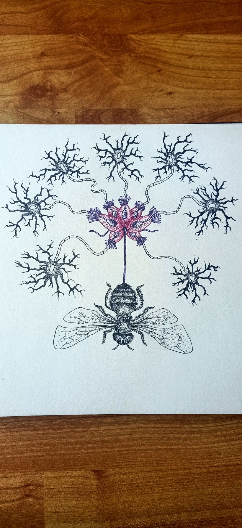 Fused anatomy