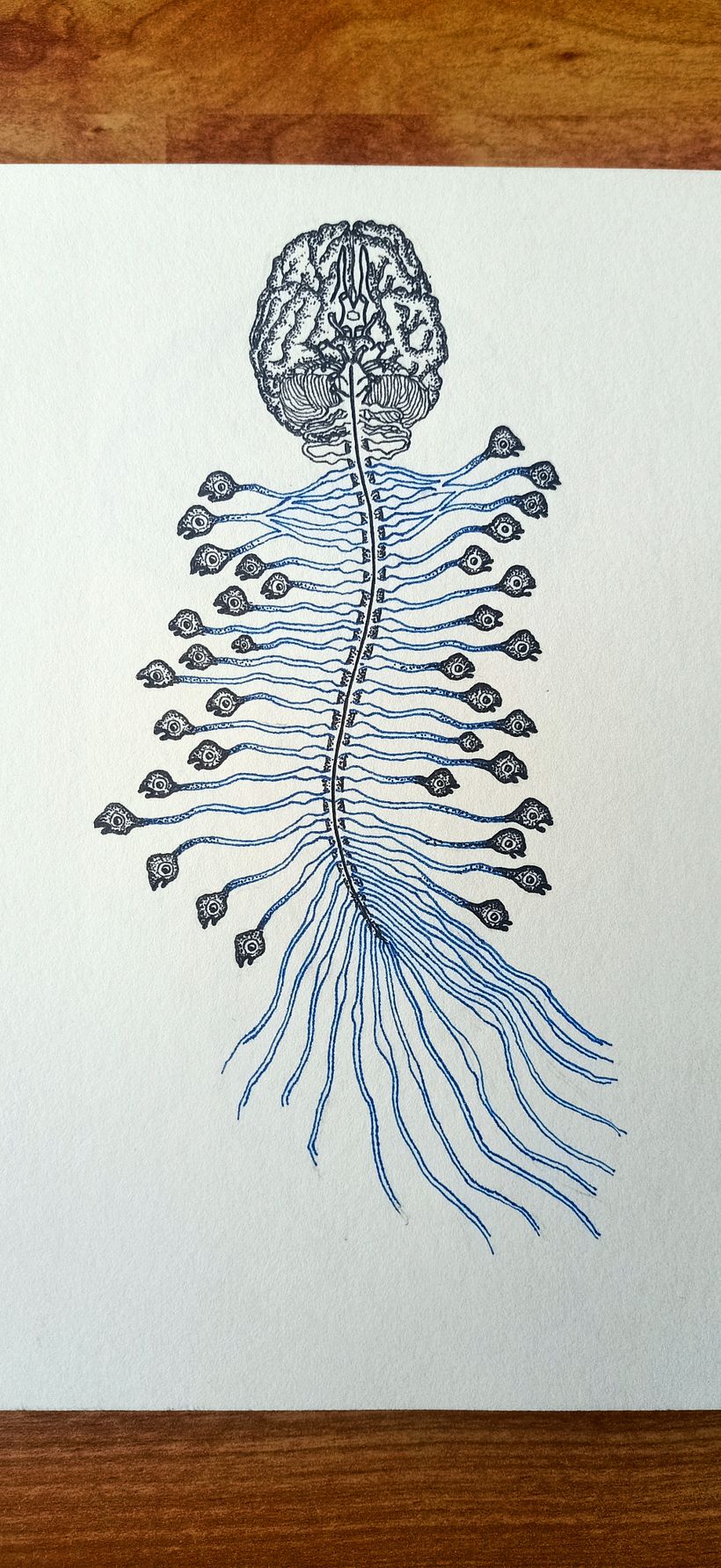 Fused anatomy
