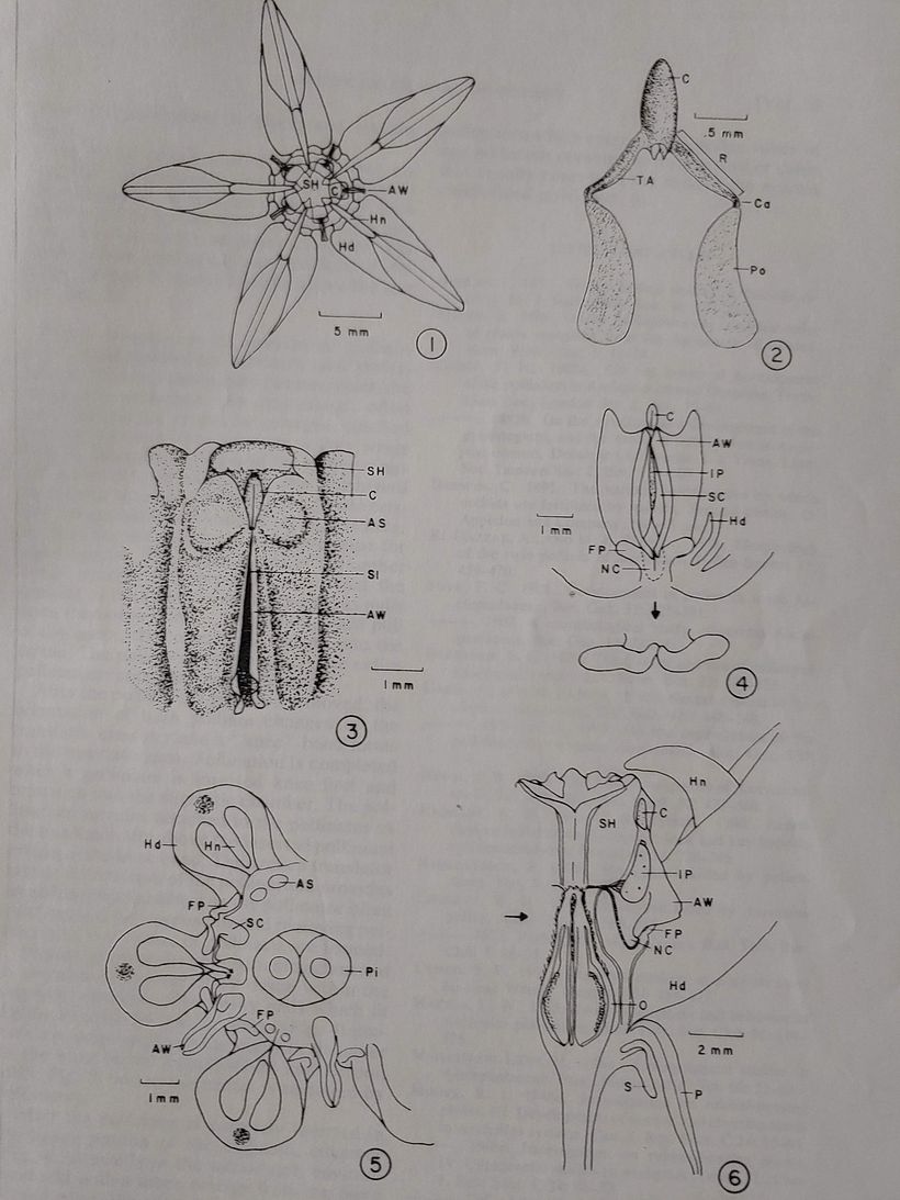 Asclepias anatomy