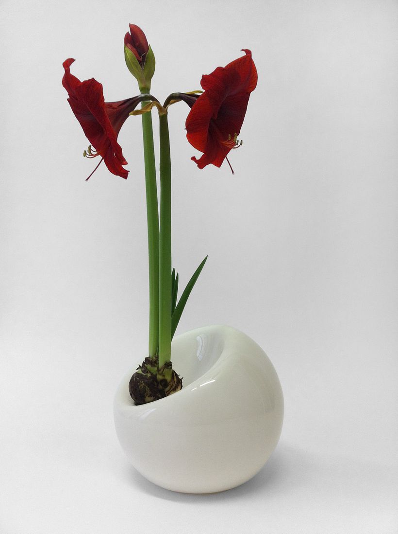 Bulb planter 12