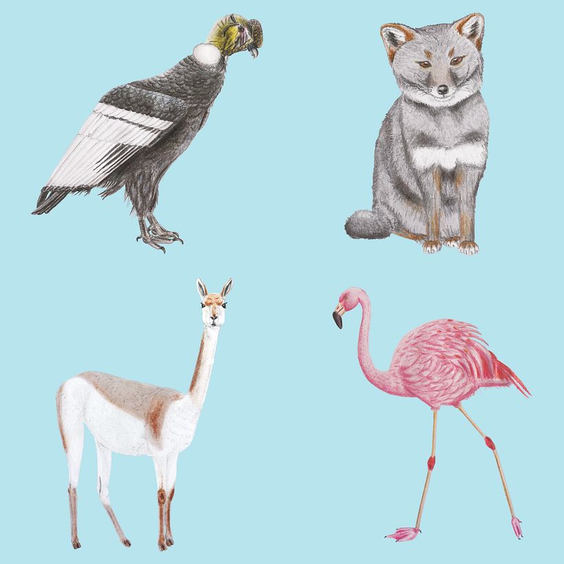 Chilean animals - coloured pencil drawing, edited in Photoshop
