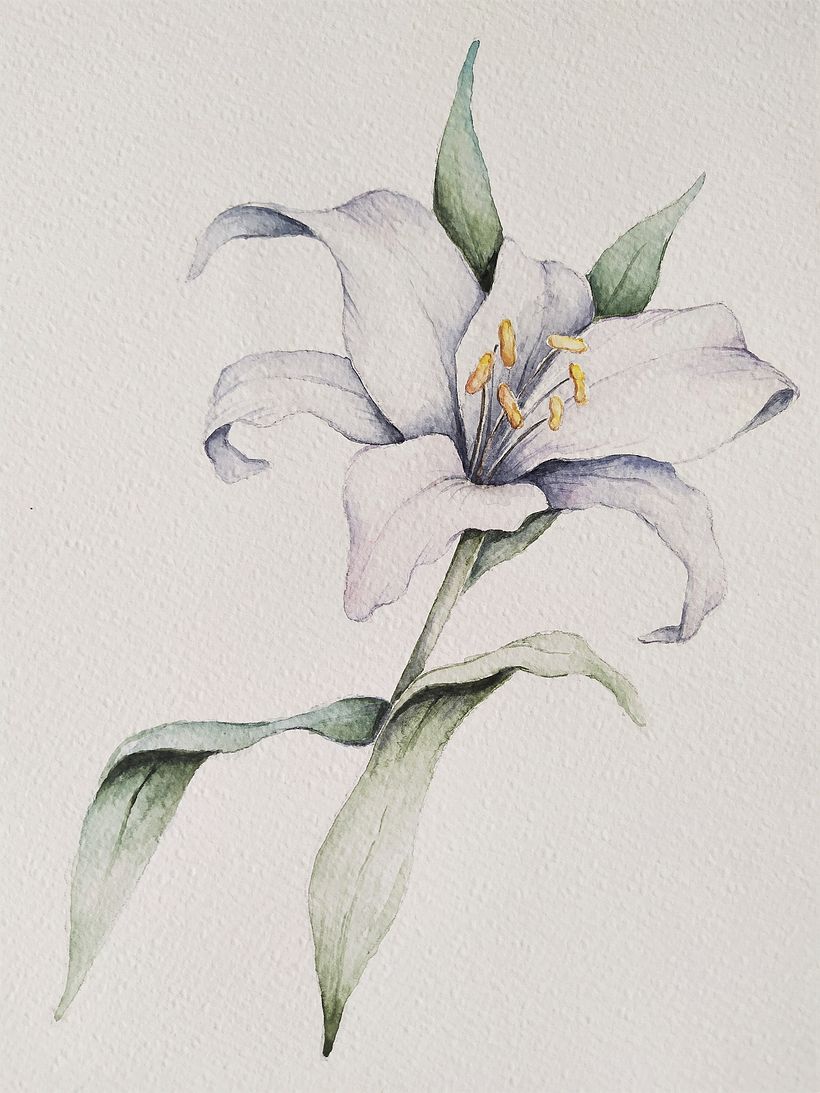 My project in Naturalist Illustrations with Watercolors: Drawing and Composition course 2