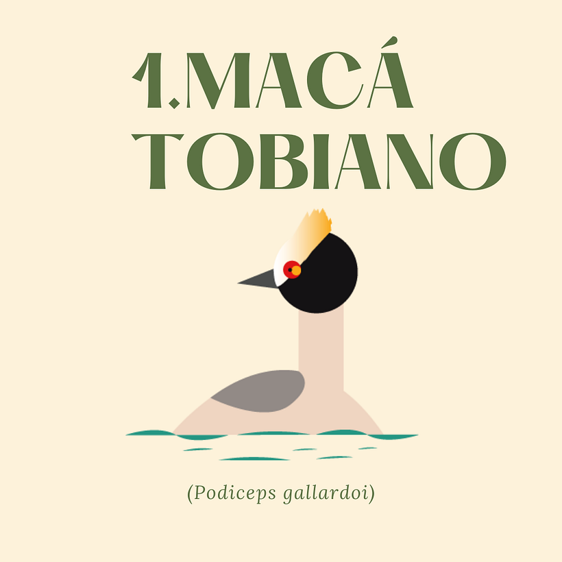 Fauna patagónica 1