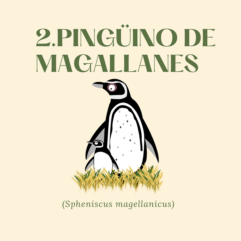 Fauna patagónica 6