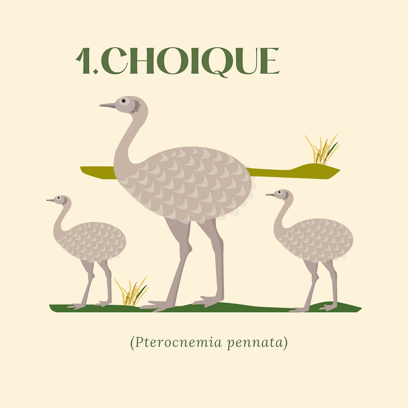 Fauna patagónica 8