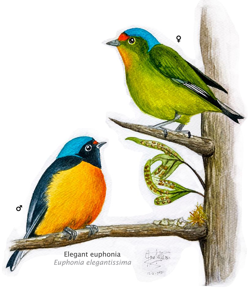 Euphonia elegantissima 2