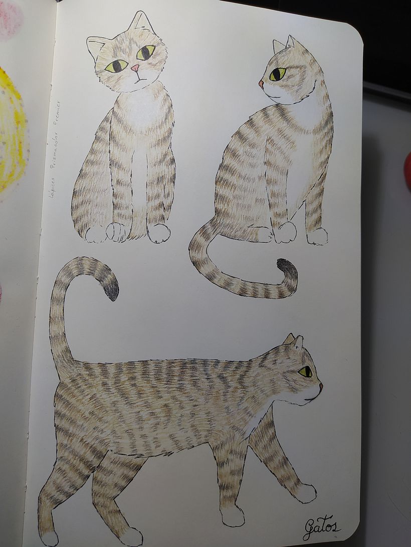 Gatos