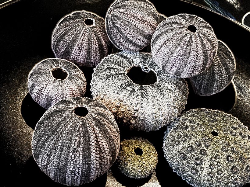 Abstracting the Urchin 4