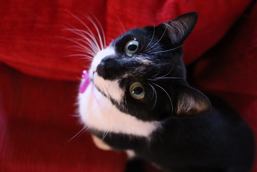 Mi gata adoptada Marsha