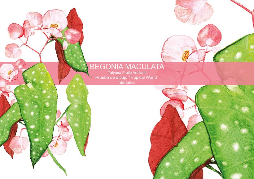 Begonia Maculata 2