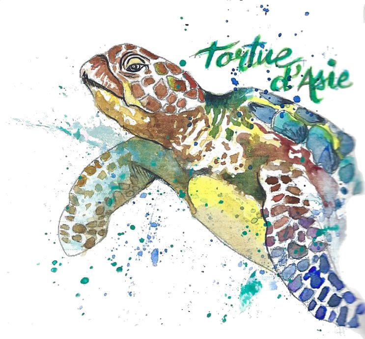 Tortue d'asie lors de mon voyage au Sri lanka