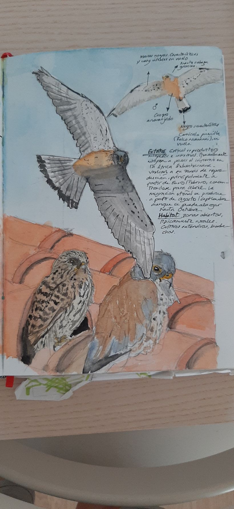 Cuaderno de Aves 3