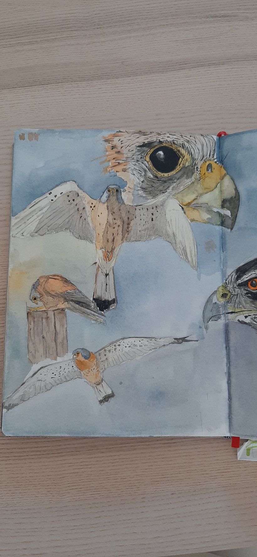Cuaderno de Aves 5