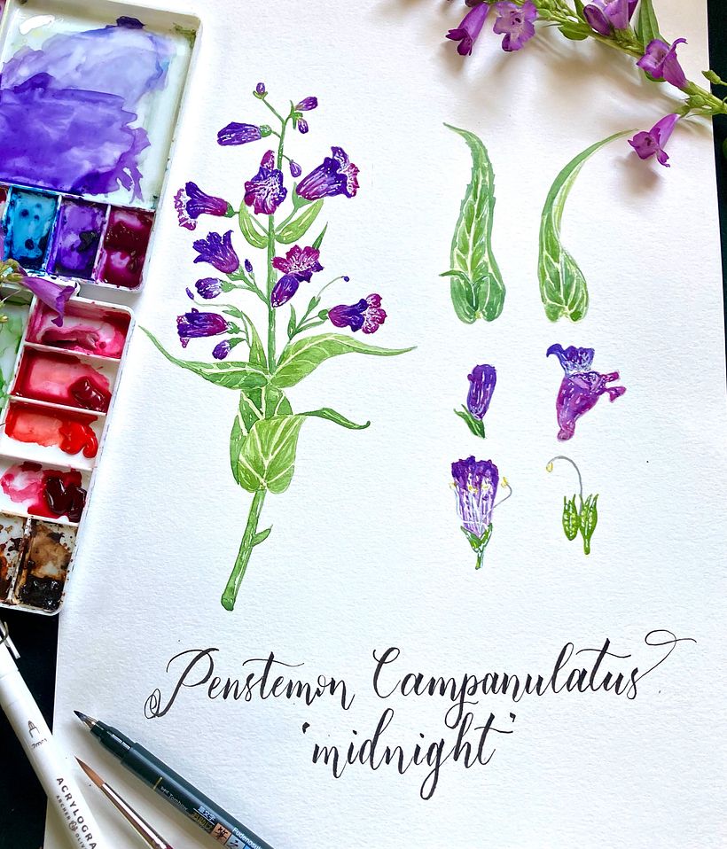 Watercolor illustration with hand lettered calligraphy