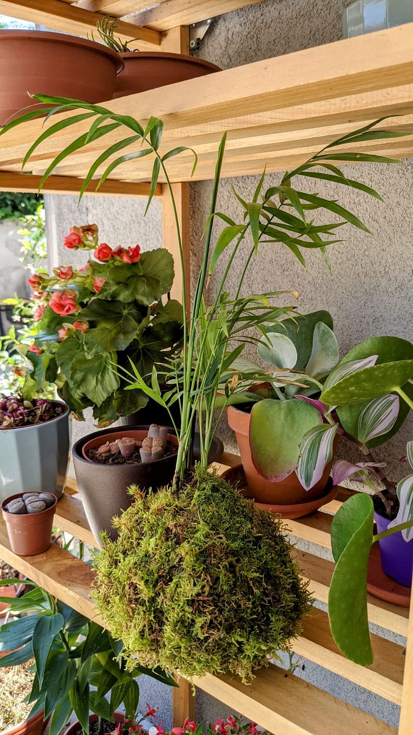 Il mio progetto del corso: Kokedama: crea una fioriera naturale con il muschio 2