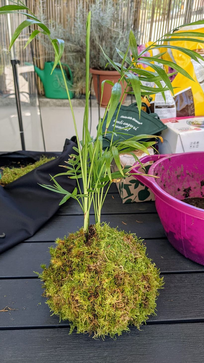 Il mio progetto del corso: Kokedama: crea una fioriera naturale con il muschio 3