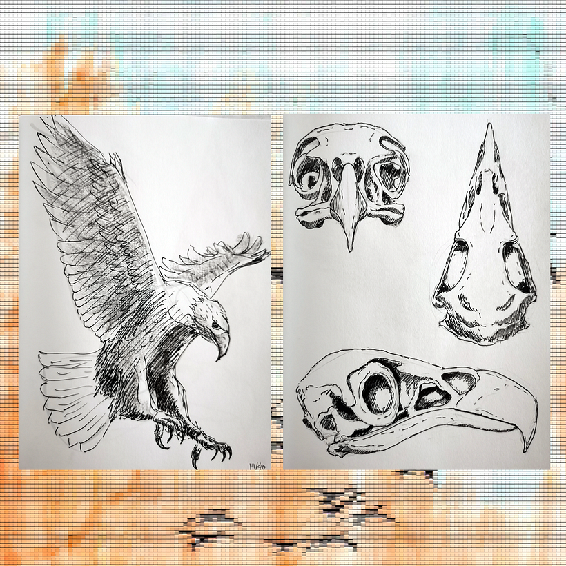 17. Favorite animal / 18. Its skull.