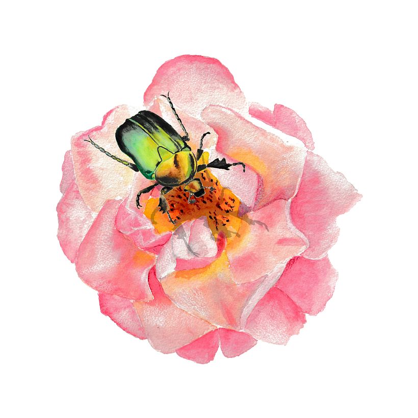 Rose mit Skarabäus