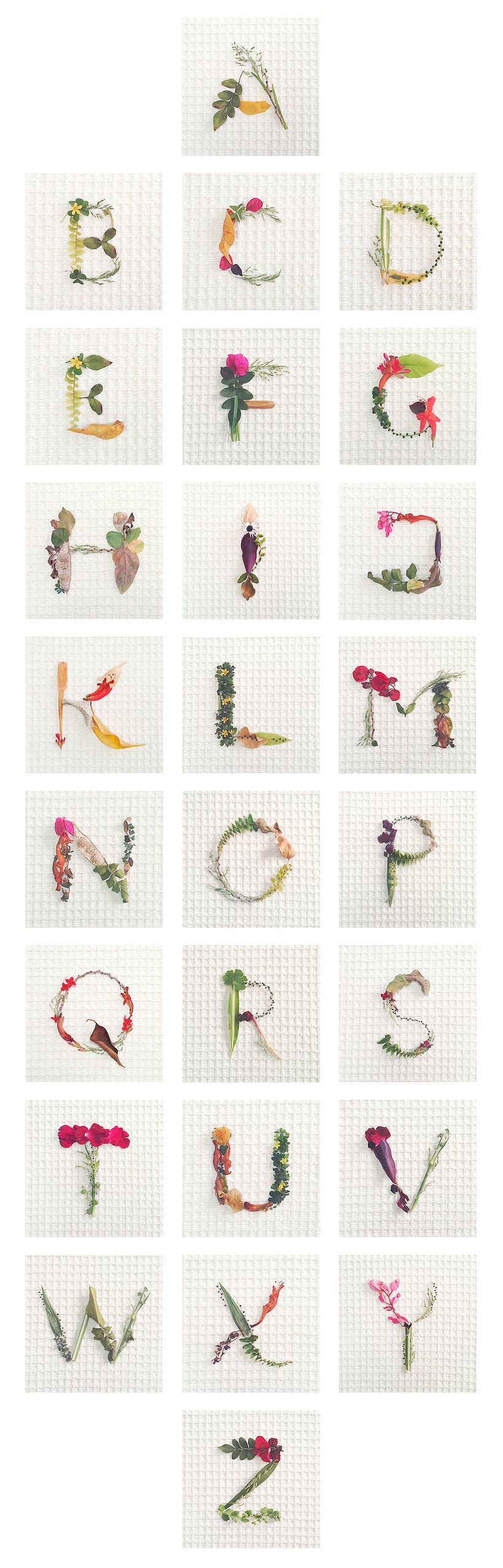 Floriletras 5