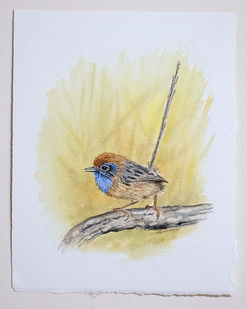Mallee Emu-wren,male