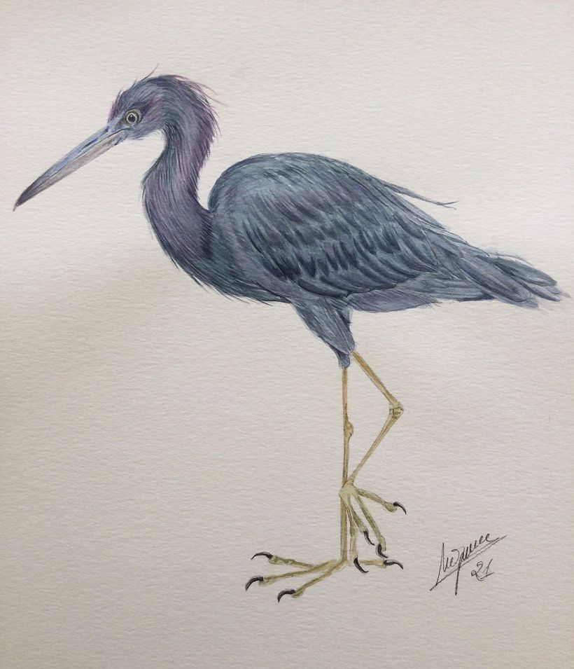 Mi Proyecto del curso: Ilustración naturalista de aves con acuarela 1