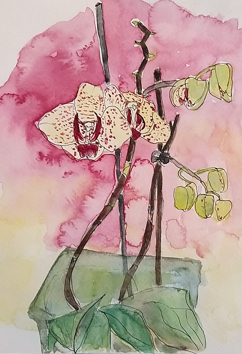 orchid from home