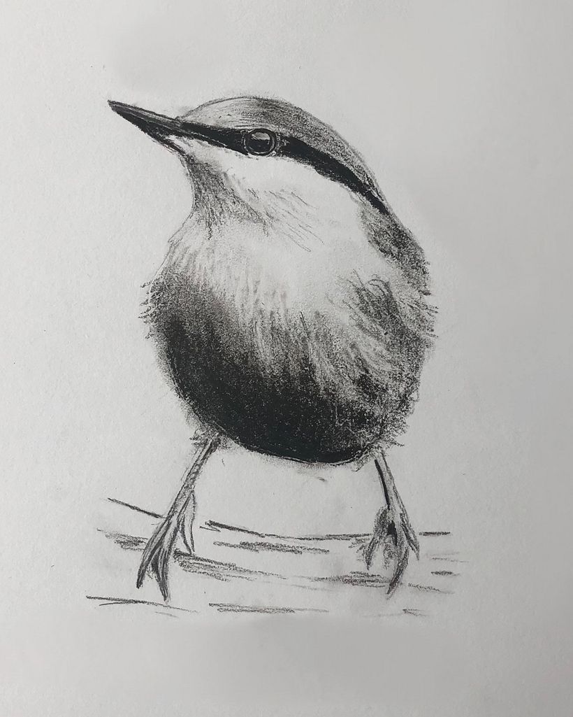 Charcoal Nuthatch
