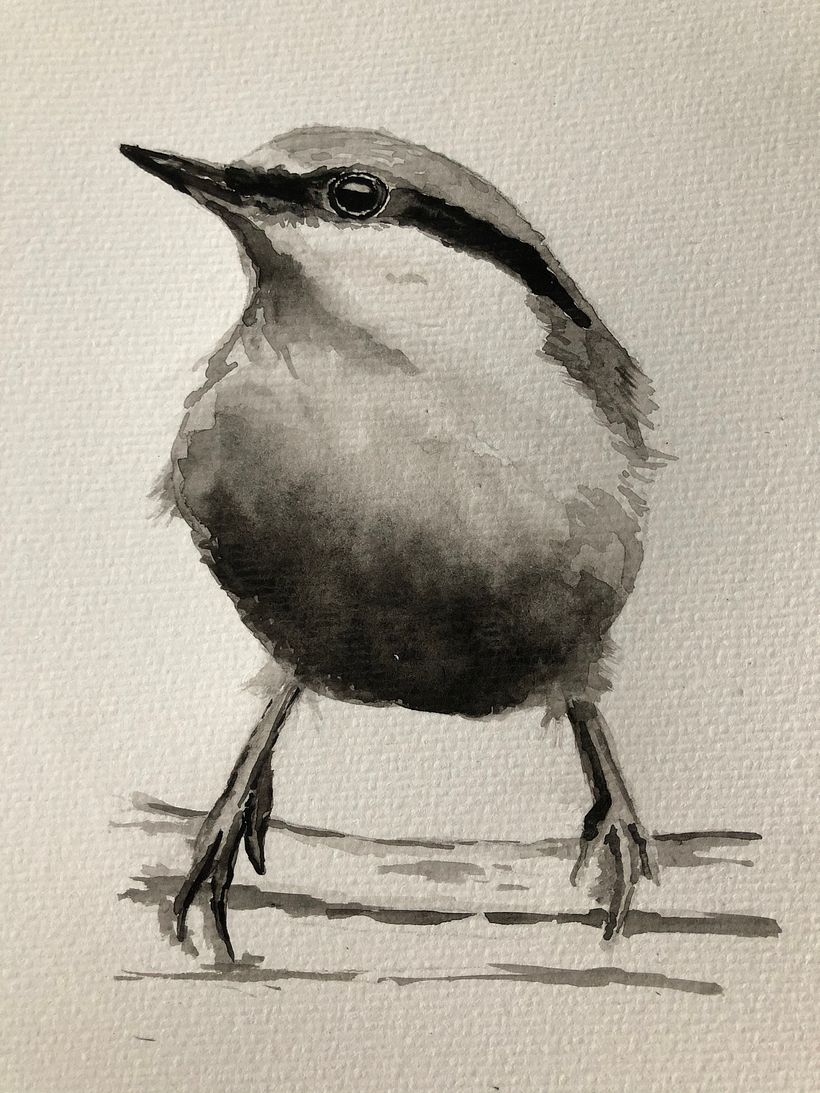 Greyscale watercolor Nuthatch