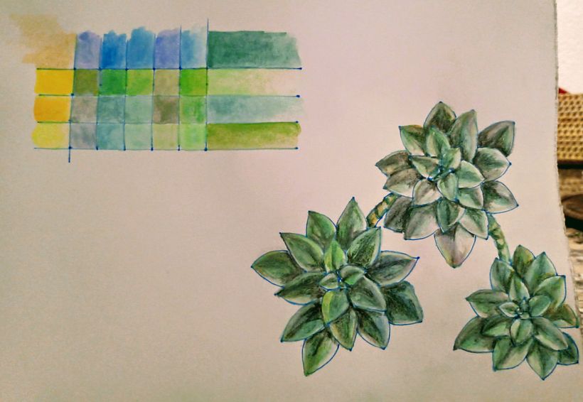 Plantas suculentas 2