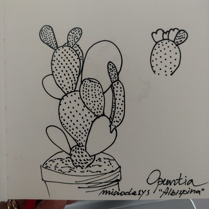 Ecco i primi bozzetti della Lezione 1, sulle forme schematiche delle succulente. 